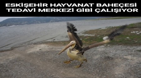 ESKEHR HAYVANAT BAHEES TEDAV MERKEZ GB ALIIYOR