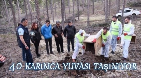 40 karnca yuvas tanyor 