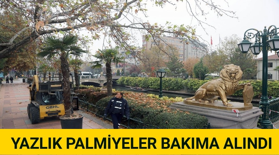 YAZLIK PALMYELER BAKIMA ALINDI