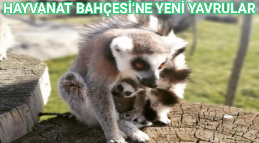 HAYVANAT BAHESݒNE YEN YAVRULAR