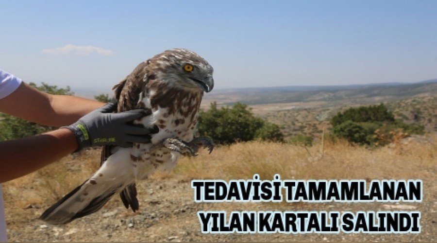 TEDAVS TAMAMLANAN YILAN KARTALI SALINDI