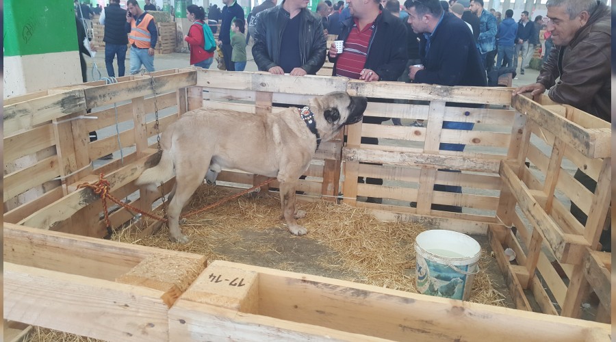 (VDEO HABER) oban Festivali'ne Youn Katlm