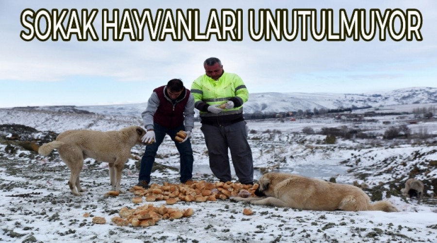 SOKAK HAYVANLARI UNUTULMUYOR