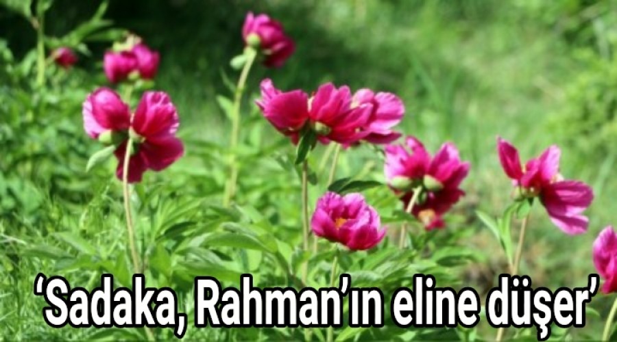  Sadaka, Rahmann eline der