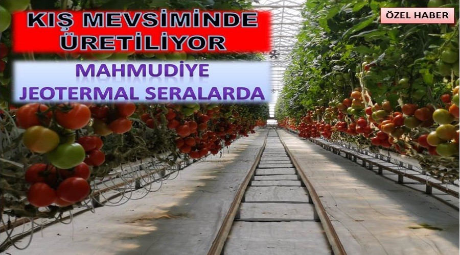 MAHMUDYE DOMATES RETMNDE MERKEZ OLUYOR