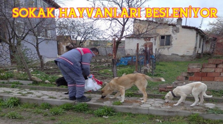 SOKAK HAYVANLARI BESLENYOR