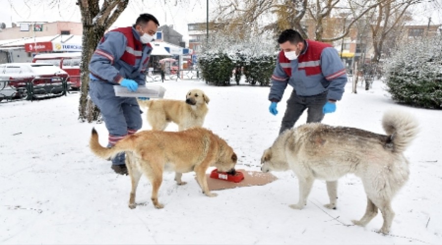 TEPEBAINDA SOKAK HAYVANLARI YALNIZ DEL