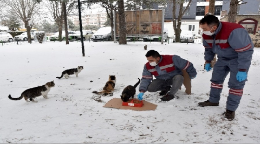 TEPEBAINDA SOKAK HAYVANLARI YALNIZ DEL