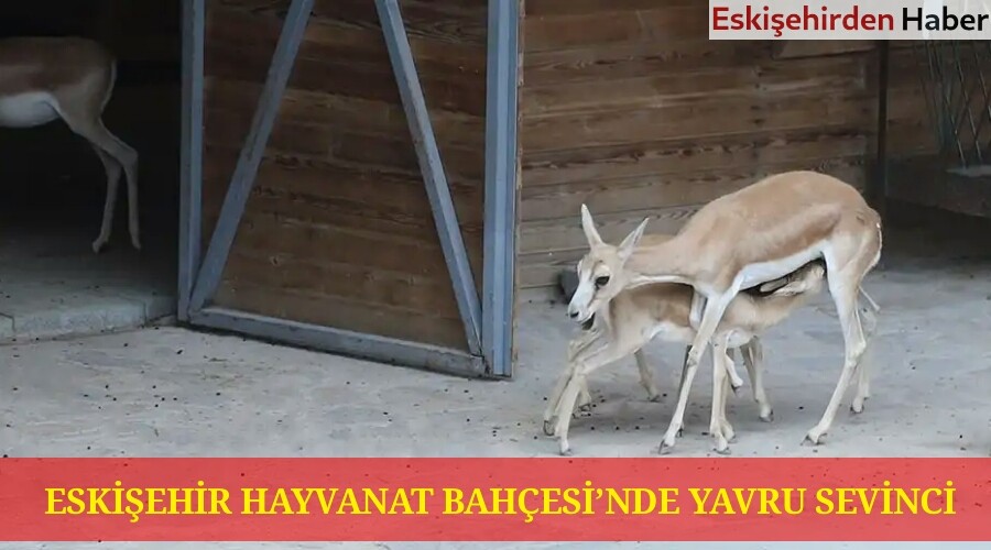 ESKEHR HAYVANAT BAHESݒNDE YAVRU SEVNC