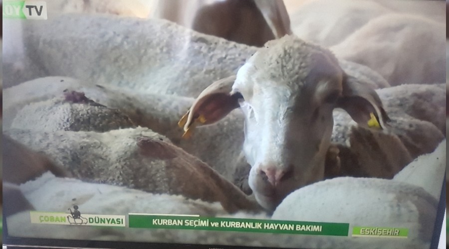 KY TV ESKEHR'DE KURBAN PROGRAMI YAPTI