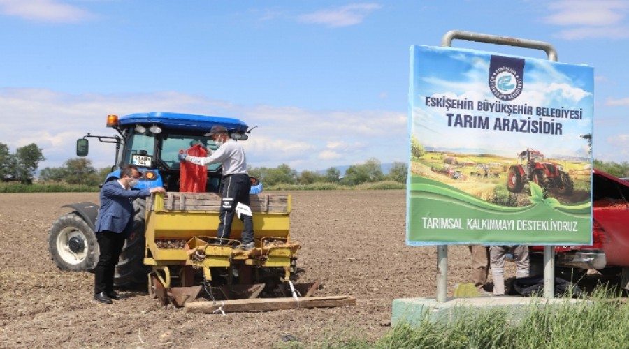 BYKEHRN TARLALARINDA MOR PATATES YETECEK