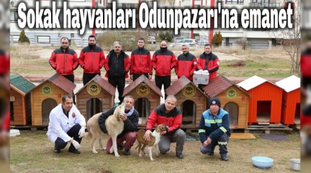 Sokak hayvanlar Odunpazar'na emanet