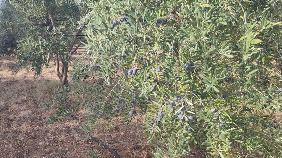 SARICAKAYA'DA ZEYTN SEZONU BALADI