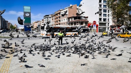 TAM KAPANMADA SOKAK HAYVANLARI YALNIZ DEL